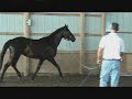 FOR SALE-EFFY- IRISH SPORT HORSE FOR SALE-EFFY- IRISH SPORT HORSE