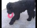 Portuguese Water Dog - Joe A. Kim