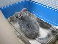 Evi the chinchilla