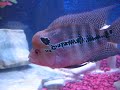 1929 Blue Dragon Flowerhorn WJY Confucius 1929 Blue Dragon Flowerhorn WJY Confucius