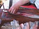 Slicing a live eel (unagi)