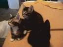 Kitten tennis.mpg Kitten tennis.mpg