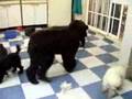 Caniche video
