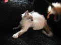 Seal Point Bicolor TEACUP Himmy Woolidoo 4 adoption www.tcup-persians.com