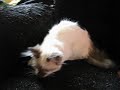 Seal Point Bicolor TEACUP Himmy Woolidoo 4 adoption www.tcup-persians.com
