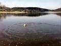 Zlat-retr-vr-Golden-