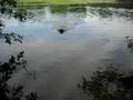 Maggie Goes Swimming