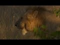 Lions kill and love