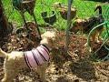 Wheaten terriers running in backyard with neighbor dogs Wheaten terriers running in backyard with neighbor dogs
