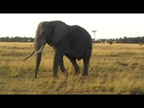 Elephants, baby elephant videos taken on safari holidays