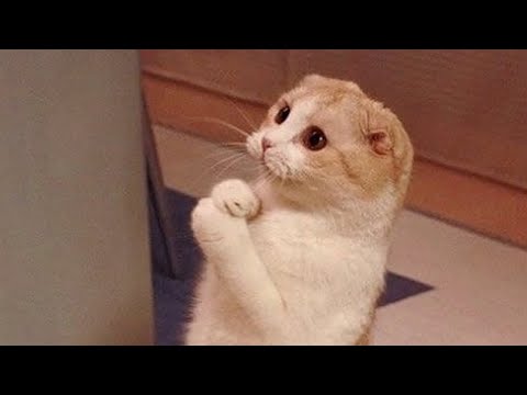 Cats are so funny you will die laughing - Funny cat compilation | Woa Mew