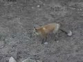 Female Fox Gets Ripped Off