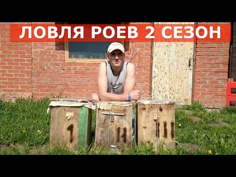 где лучше ловить рои пчел где лучше ловить рои пчел
