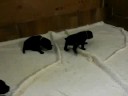 13 Day Old Puppies Moving Around 13 Day Old Puppies Moving Around