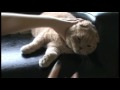 Cute Scottish Fold cat not for sale! Funny purebred kitty swats Hexbug & mouse toy