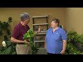 Easy Interiorscape Plants
