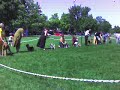 Kawartha Kennel Club - Best of Group Terrier (group pt 1)