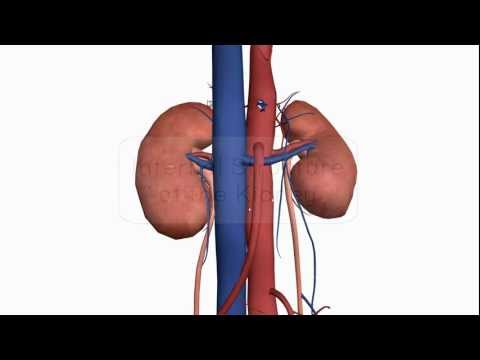 kidney - http://www.anatomyzone.com Anatomy tutorial on the internal structure of the kidney using the Zygote Body Browser (http://www.zygotebody.com). Join the Faceb...