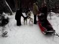 Dog Sled Run 1