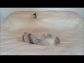 Ozzy the Weasel's War Dance #2
