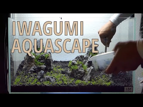 how to grow utricularia graminifolia emersed