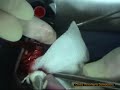 Correzione di una schisi del palato in un gatto