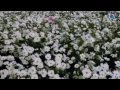  - videoclipul lui aura_m