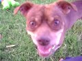 thats our dog twitch!! and you can hear serenity talking +)