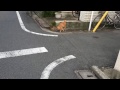 人懐こい茶トラ猫、家賃振込に郵便局まで付き合う Taking a walk to the post office with the friendly red tabby 家賃