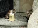 ??cat01 ??cat01