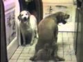 2010-02-25 | AFV funny animal video ~> THis video is brought to you by AFV (<span>1:)