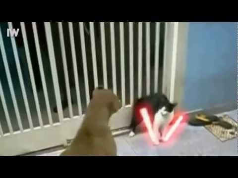 Poisson d'Avril Intik Web-Le Chat Jedi-Les Chat Ninja-Chat vs Poisson