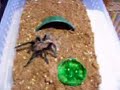 Brachypelma vagans Maintanence and Feeding Brachypelma vagans Maintanence and Feeding