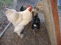 Ultimate Fighting! Ultimate Fighting!