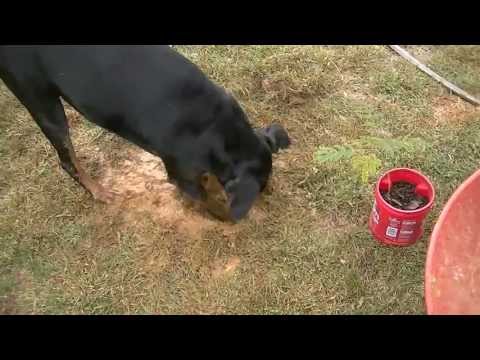 how to replant a mimosa tree