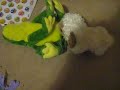 Dirty Duck Lmao X