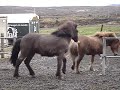 Icelandic Ponies 2