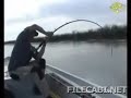 Huge Catfish