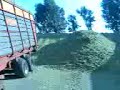 Mais Hakselen met Claas hakselaar en Case trekkers