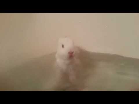 how to take care if a bunny
