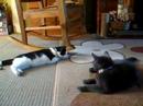 My Kitten Wednesday - As playful as usual! Lol