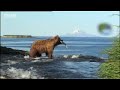 Brown bear hunts for fish - David Attenborough - BBC wildlife