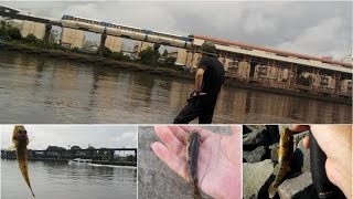 夏が来ると思い出す、大井埠頭中央海浜公園のハゼ釣り
