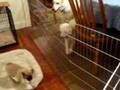 videos de 8/29/2008 Bella's First Visit with Jack, Charlie & Oliver !
