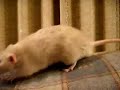 Rat Vs Cat