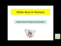 Pelvis Area & Reproductive Organs in Humans