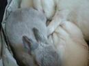 我が家のペット 産まれたばかりのウサギの赤ちゃん