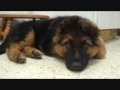 Akira: German Shepherd Puppy