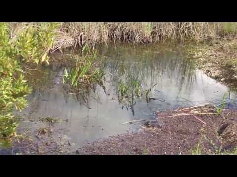 Baby Alligator @ Everglades National Park In Florida,USA.