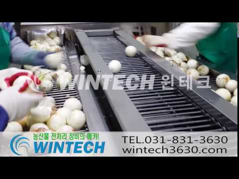 Onion screening line
